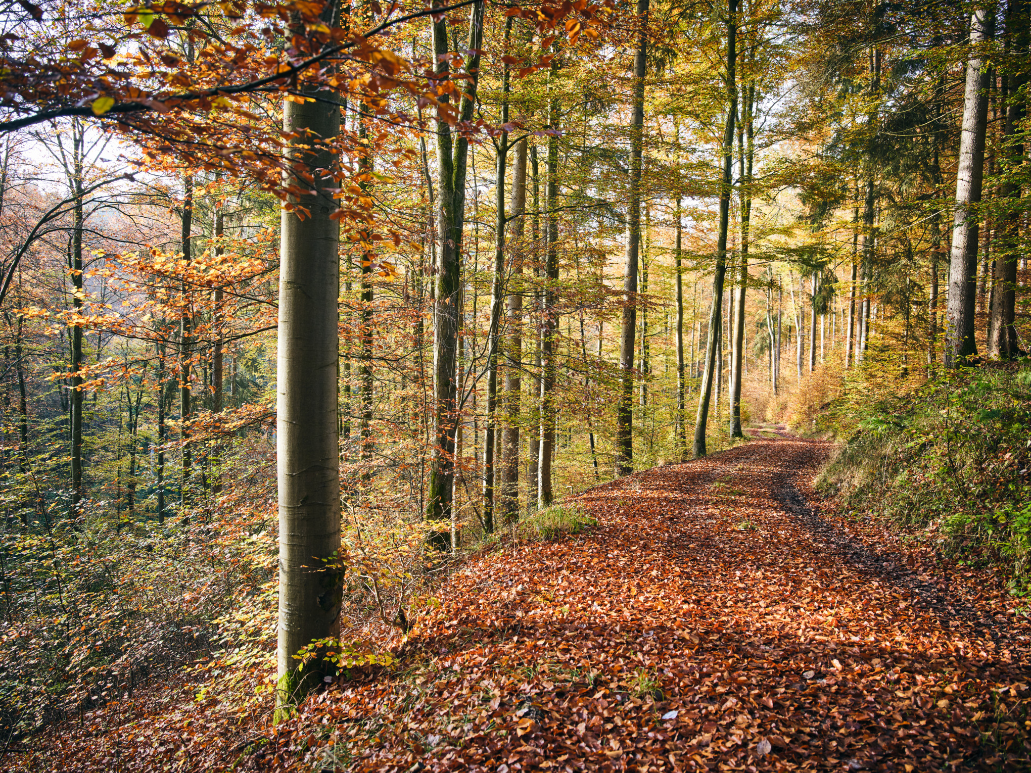 Ekonomisk hållbarhet