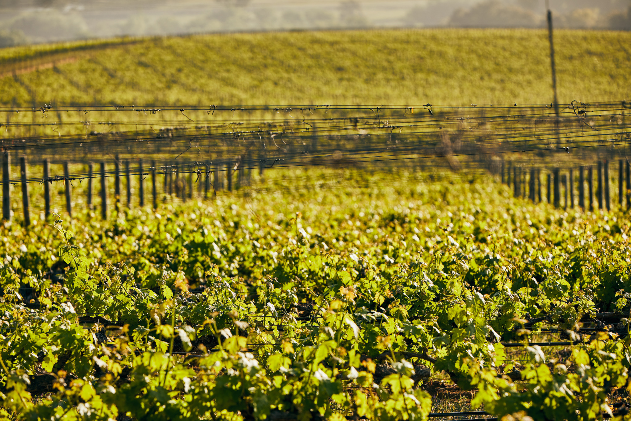 STIHL säljbolag Sydamerika