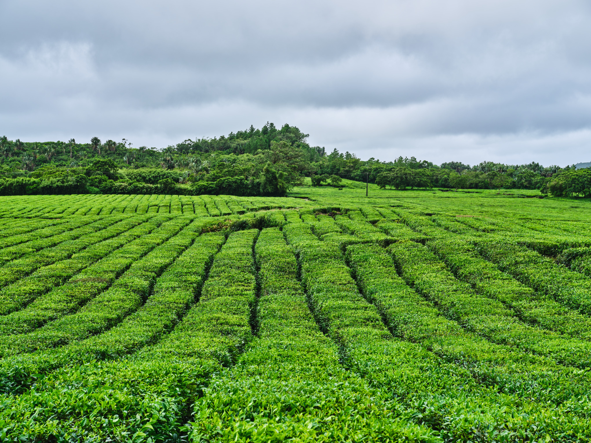 STIHL säljbolag i Mellanöstern