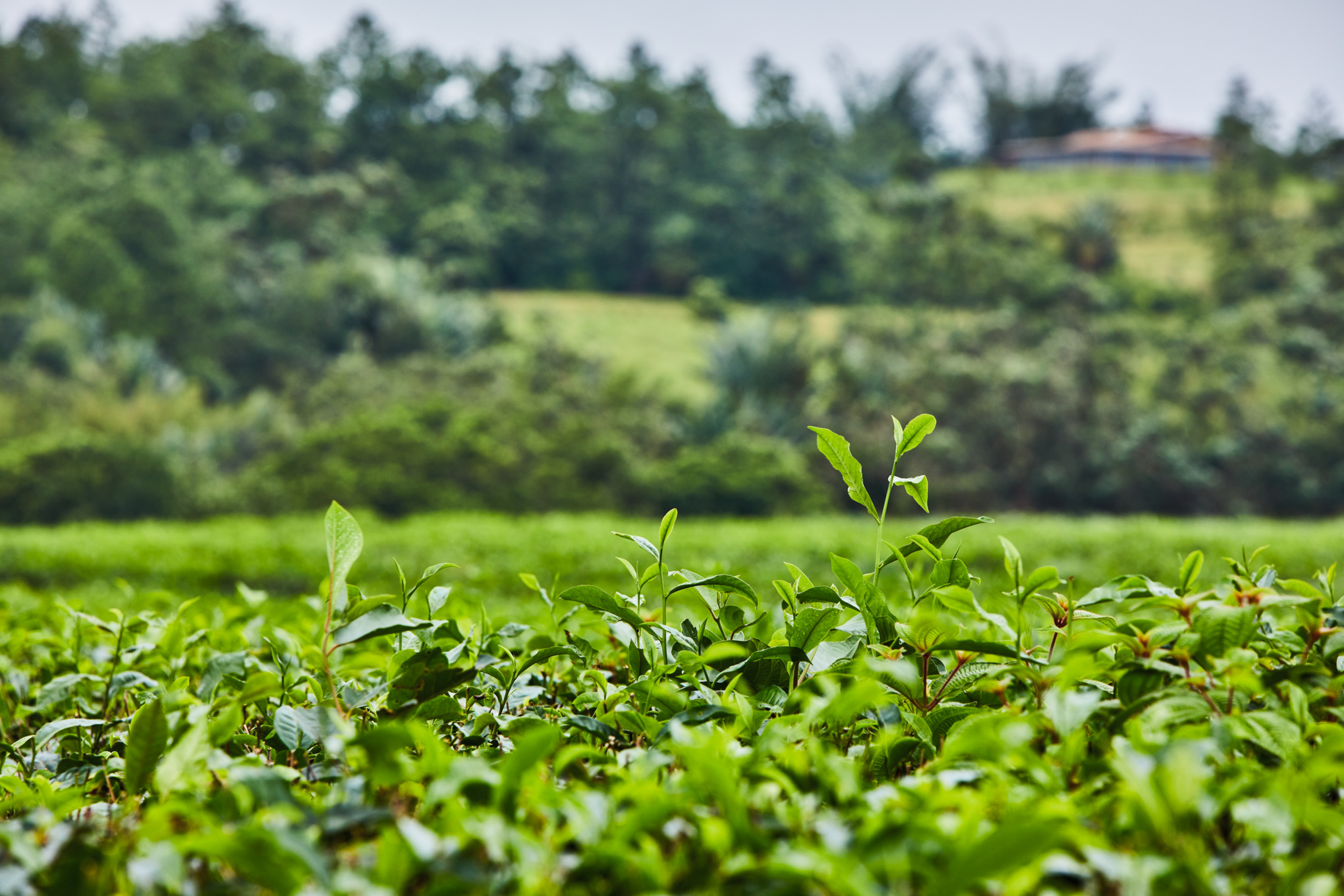 Tillväxt i naturens bild